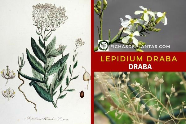 Draba, Lepidium draba
