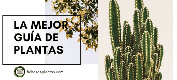 Guías de Plantas de España