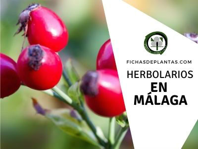 herbolario Málaga España