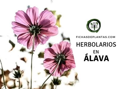Herbolario en Alava, España