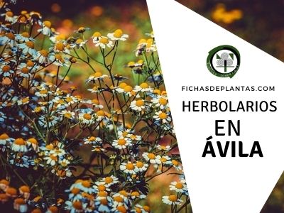 Herbolario en Ávila, España