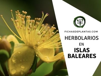 Herbolario en Baleares, España