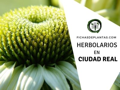 Herbolario en Ciudad Real, España