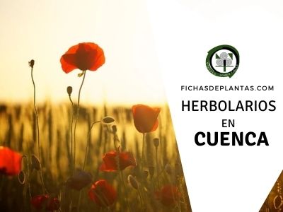 Herbolario en Cuenca, España