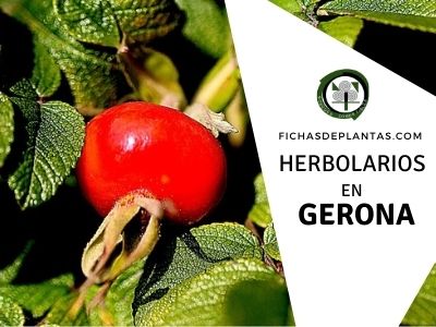 Herbolario en Girona, España