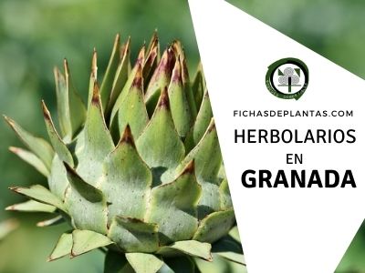 Herbolario en Granada, España