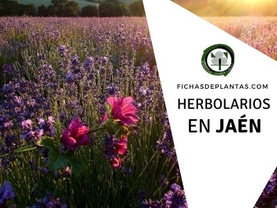 Herbolario en Jaén, España