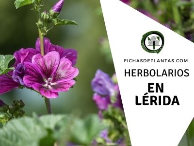 Herbolario Lerida, España