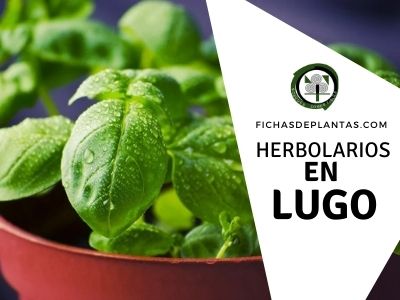 herbolario Lugo, España