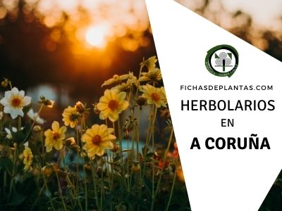Herbolario en A Coruña, España