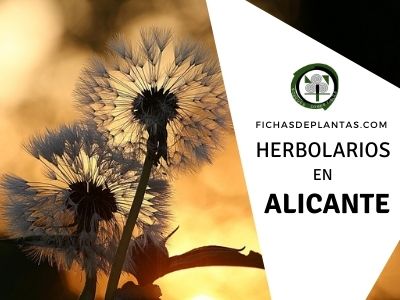 Herbolario en Alicante, España