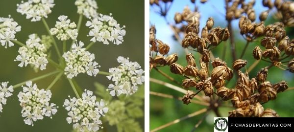 Cuando florece la cicuta