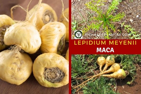 Maca, Lepidium meyenii