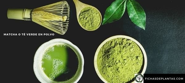 Matcha o té verde
