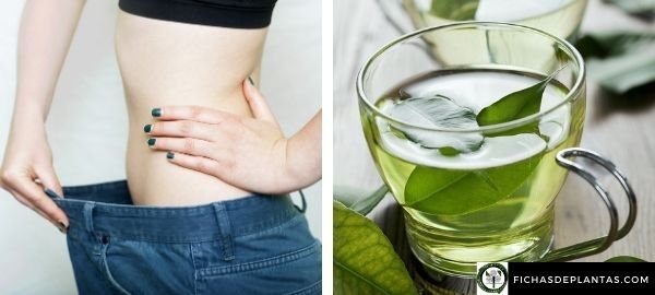 Te verde para adelgazar
