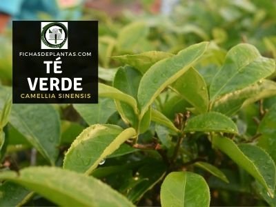 Té Verde, Camellia sinensis