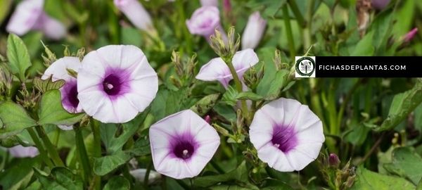 Floración del boniato