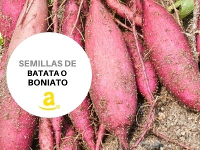 Comprar semillas batata