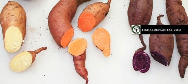 Variedades de batatas