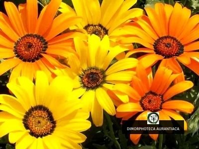 dimorphoteca aurantiaca