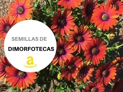 dimorfoteca comprar
