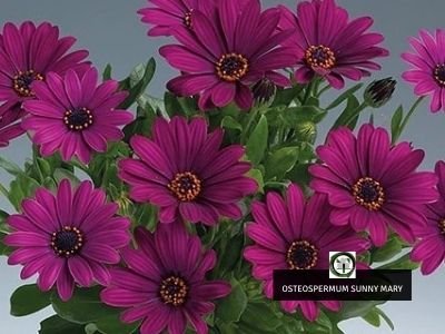 Osteospermum Sunny Mary