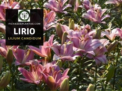 lirios
