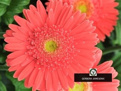 Gerbera jamesonii