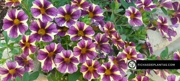 semillas de petunias