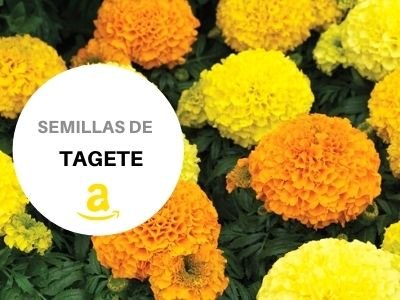 semillas de Cempasúchiles