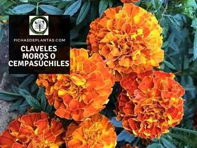 Claveles Moros
