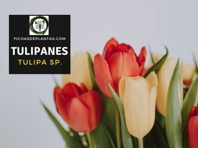 Tulipanes o Tulipa sp.