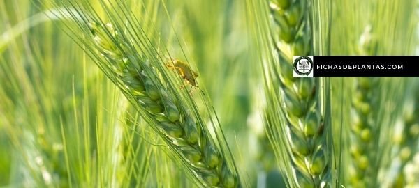 Cebada plagas y enfermedades