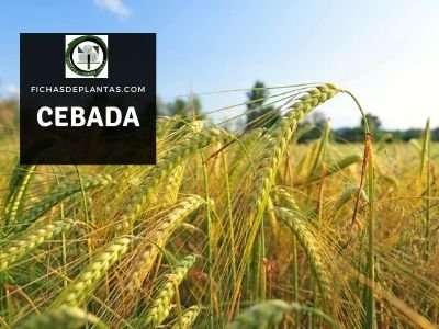 cebada