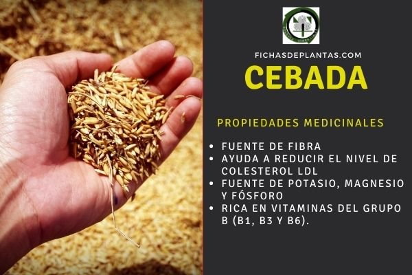 propiedades cebada