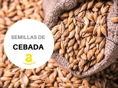 Semillas de Cebada