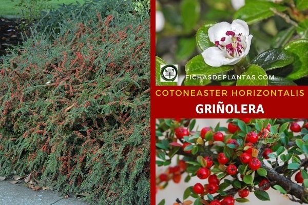 Cotoneaster horizontalis