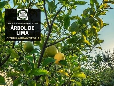 Cuál es el árbol de la lima