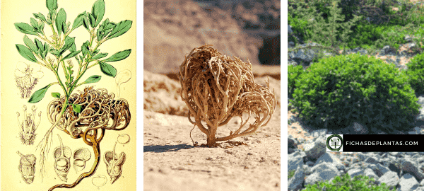 Verdadera Rosa de Jericó