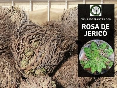 Rosa de Jericó