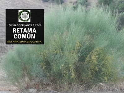 Retama Común