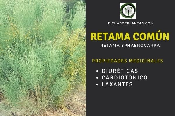 Propiedades retama común