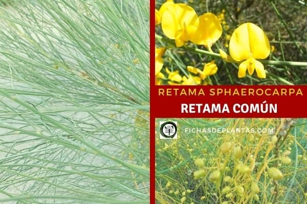 Retama sphaerocarpa
