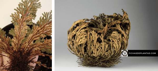 Falsa Rosa de Jericó