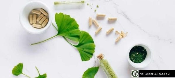 extracto de ginkgo biloba beneficios