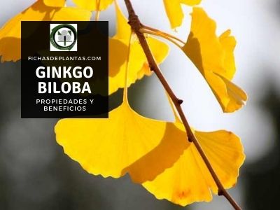 Ginkgo biloba propiedades