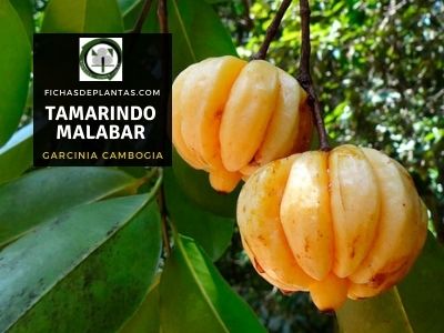 tamarindo de Malabar