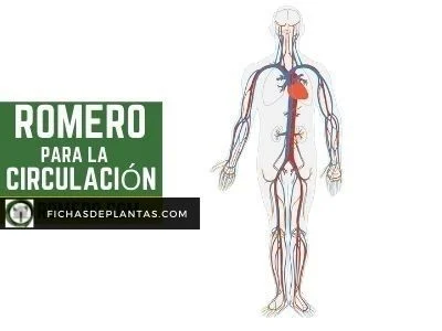 Romero Circulación