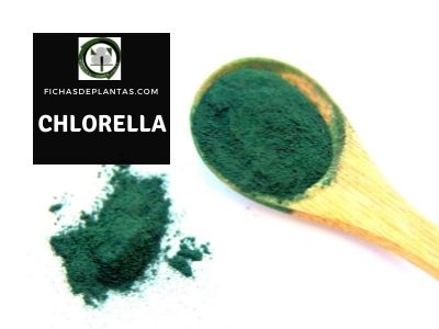 alga clorela