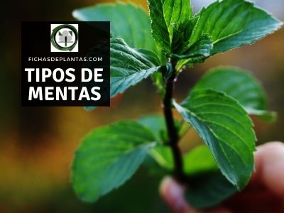 tipos de mentas